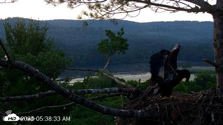 VINS Bald Eagles Nest Live Cams - Jul 14, 2026, 5:39am EDT
