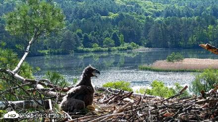 VINS Bald Eagles Nest Live Cams - May 27, 2026, 9:35am EDT