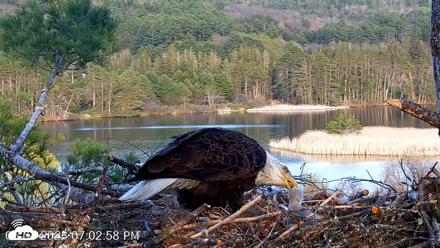 VINS Bald Eagles Nest Live Cams - May 4, 2026, 7:03pm EDT