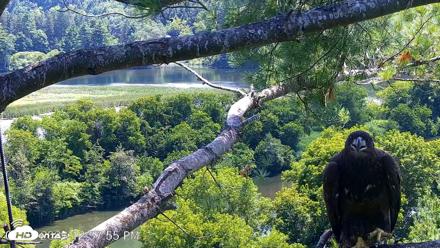 VINS Bald Eagles Nest Live Cams - Jul 25, 2026, 12:58pm EDT