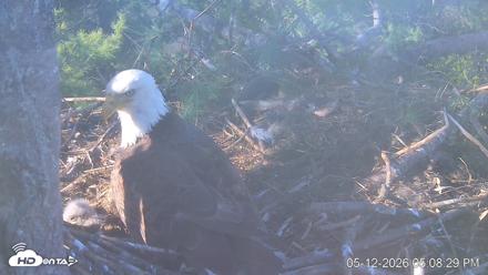 VINS Bald Eagles Nest Live Cams - May 12, 2026, 5:09pm EDT