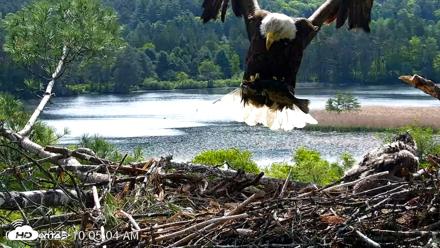 VINS Bald Eagles Nest Live Cams - May 27, 2026, 10:05am EDT
