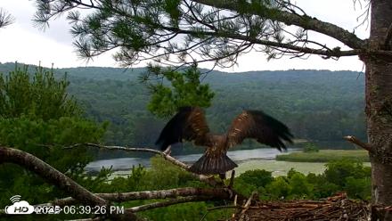 VINS Bald Eagles Nest Live Cams - Jul 21, 2026, 6:40pm EDT
