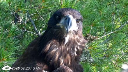 VINS Bald Eagles Nest Live Cams - Jul 26, 2026, 8:27am EDT