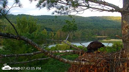 VINS Bald Eagles Nest Live Cams - Jul 9, 2026, 7:43pm EDT