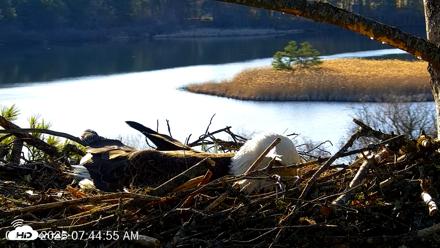 VINS Bald Eagles Nest Live Cams - Apr 11, 2026, 7:46am EDT