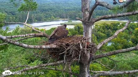 VINS Bald Eagles Nest Live Cams - Aug 22, 2026, 3:45pm EDT