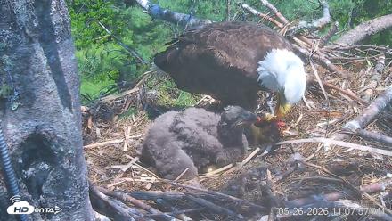 VINS Bald Eagles Nest Live Cams - May 26, 2026, 11:08am EDT