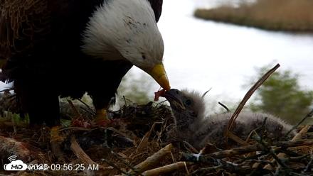 VINS Bald Eagles Nest Live Cams - May 12, 2026, 9:57am EDT