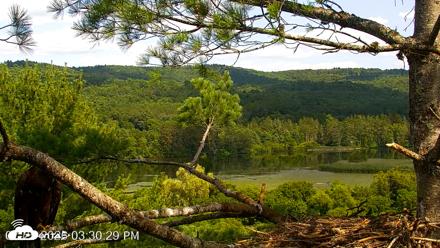 VINS Bald Eagles Nest Live Cams - Jul 25, 2026, 3:30pm EDT