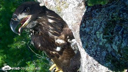 VINS Bald Eagles Nest Live Cams - Jul 27, 2026, 9:21am EDT