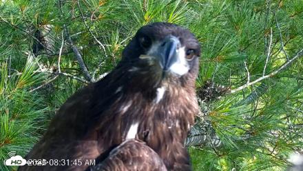 VINS Bald Eagles Nest Live Cams - Jul 26, 2026, 8:32am EDT