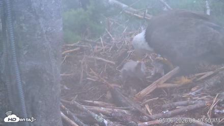 VINS Bald Eagles Nest Live Cams - May 6, 2026, 8:41am EDT