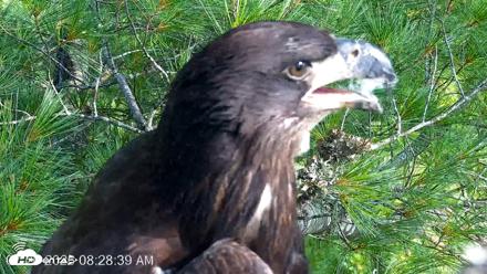 VINS Bald Eagles Nest Live Cams - Jul 26, 2026, 8:29am EDT