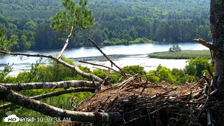 VINS Bald Eagles Nest Live Cams - Jul 3, 2026, 10:40am EDT