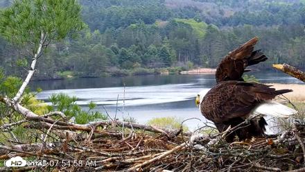 VINS Bald Eagles Nest Live Cams - May 10, 2026, 7:55am EDT