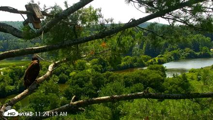 VINS Bald Eagles Nest Live Cams - Jul 20, 2026, 11:25am EDT