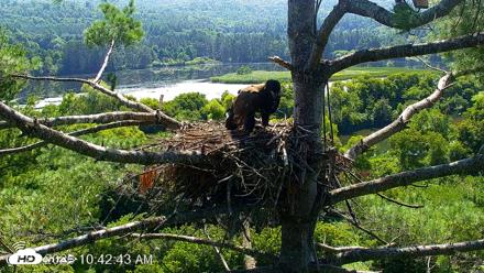 VINS Bald Eagles Nest Live Cams - Jul 27, 2026, 10:43am EDT
