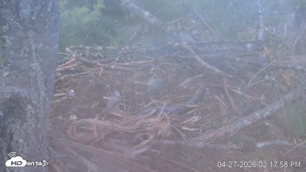 VINS Bald Eagles Nest Live Cams - Apr 27, 2026, 2:18pm EDT