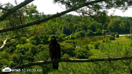 VINS Bald Eagles Nest Live Cams - Jul 23, 2026, 10:48am EDT