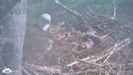 VINS Bald Eagles Nest Live Cams - May 4, 2026, 9:00am EDT