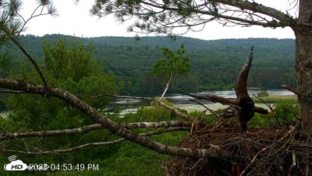 VINS Bald Eagles Nest Live Cams - Jul 7, 2026, 4:54pm EDT