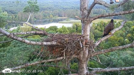 VINS Bald Eagles Nest Live Cams - Aug 18, 2026, 7:46pm EDT