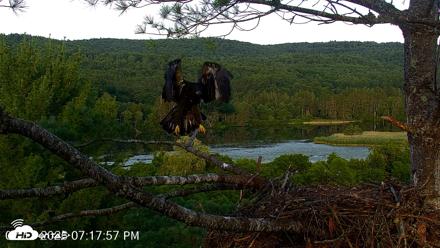VINS Bald Eagles Nest Live Cams - Jul 17, 2026, 7:18pm EDT