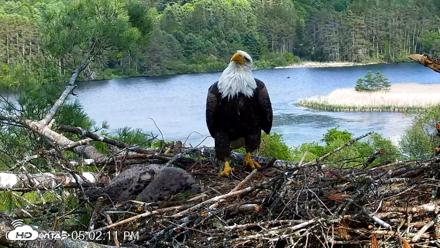 VINS Bald Eagles Nest Live Cams - May 27, 2026, 5:03pm EDT