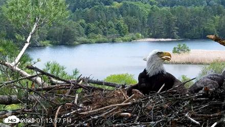 VINS Bald Eagles Nest Live Cams - May 19, 2026, 1:14pm EDT