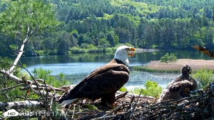 VINS Bald Eagles Nest Live Cams - May 26, 2026, 11:16am EDT