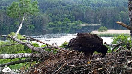 VINS Bald Eagles Nest Live Cams - Jun 18, 2026, 6:29pm EDT