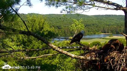VINS Bald Eagles Nest Live Cams - Jul 13, 2026, 3:16pm EDT