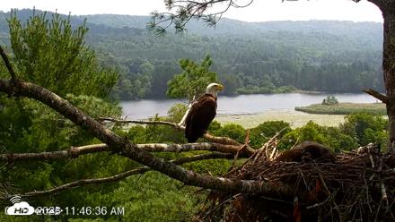 VINS Bald Eagles Nest Live Cams - Jul 16, 2026, 11:47am EDT