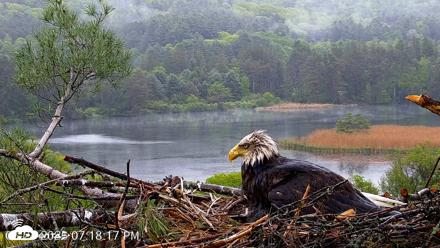 VINS Bald Eagles Nest Live Cams - May 24, 2026, 7:19pm EDT