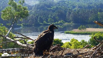 VINS Bald Eagles Nest Live Cams - Jun 17, 2026, 8:04am EDT