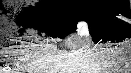 VINS Bald Eagles Nest Live Cams - May 1, 2026, 10:26pm EDT
