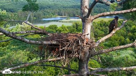 VINS Bald Eagles Nest Live Cams - Aug 10, 2026, 4:29pm EDT