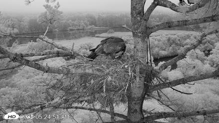 VINS Bald Eagles Nest Live Cams - Jul 28, 2026, 5:25am EDT