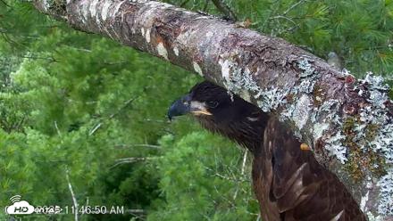 VINS Bald Eagles Nest Live Cams - Jul 28, 2026, 11:47am EDT