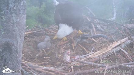 VINS Bald Eagles Nest Live Cams - May 3, 2026, 8:02am EDT