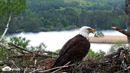 VINS Bald Eagles Nest Live Cams - May 19, 2026, 11:26am EDT