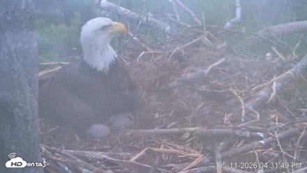 VINS Bald Eagles Nest Live Cams - May 11, 2026, 4:32pm EDT