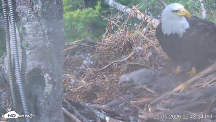 VINS Bald Eagles Nest Live Cams - May 5, 2026, 2:49pm EDT