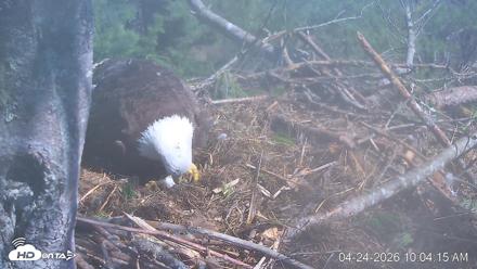 VINS Bald Eagles Nest Live Cams - Apr 24, 2026, 10:04am EDT