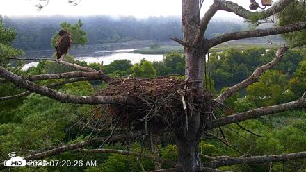 VINS Bald Eagles Nest Live Cams - Aug 19, 2026, 7:21am EDT