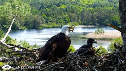 VINS Bald Eagles Nest Live Cams - May 27, 2026, 12:58pm EDT