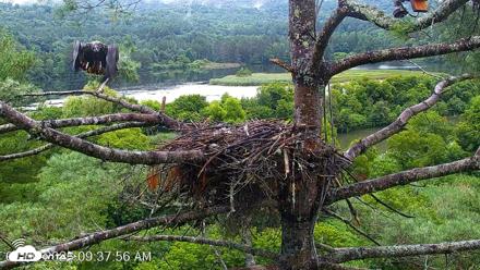VINS Bald Eagles Nest Live Cams - Jul 30, 2026, 9:38am EDT