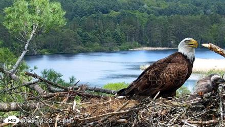 VINS Bald Eagles Nest Live Cams - May 19, 2026, 3:29pm EDT