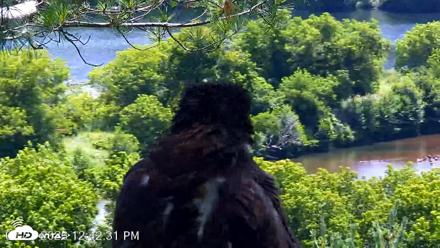 VINS Bald Eagles Nest Live Cams - Jul 23, 2026, 12:43pm EDT